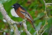 Orchard Oriole 2016